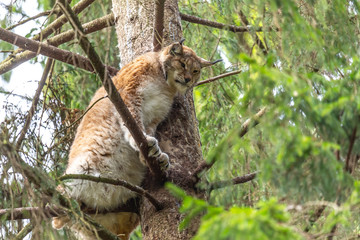 Close up photo of lynx with tassels on the ears sitting on the tree and  looking into the camera. Landscape view. Lithuania, Rusnes national park.