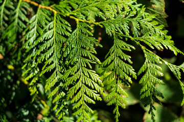 Evergreen fir tree branches shine vibrant green in the setting sunlight.