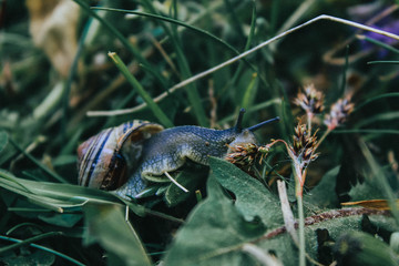 snail on a leaf