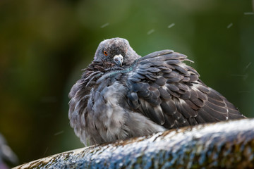 Grey pigeon sitting on the tree. Close up photo of city wild  bird. Pigeon spread its feathers.