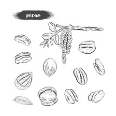 Pecan nut hand drawn vector sketch. Pecan branch with flowering isolated on white background.