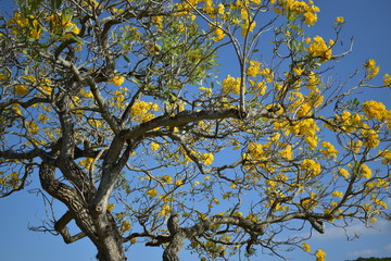 Naturaleza