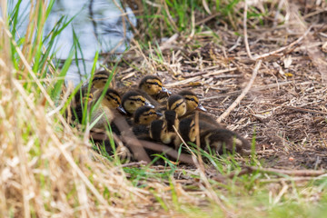 Naklejka na ściany i meble Mallard ducks young sitting in a ball in the grass by the pond.