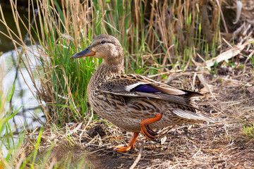 Adult female ducks in the grass by the pond.