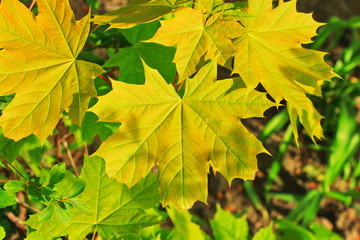 maple leaves in autumn