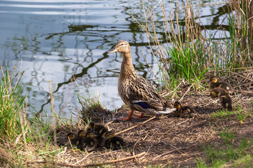 An adult female mallard duck guards her young in the grass by a pond.