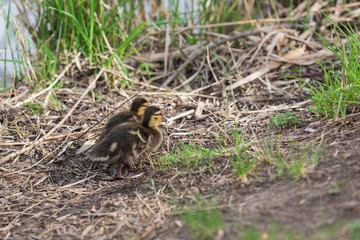 Little duck by the pond in the green grass. Photo of wild nature