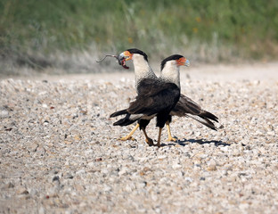 A pair of Caracara sharing a rat they caught.