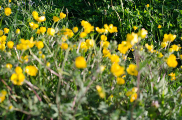 you can cut the flowers but not the spring