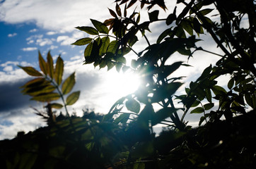 you can cut the flowers but not the spring