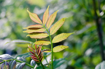 you can cut the flowers but not the spring