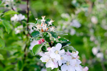 you can cut the flowers but not the spring