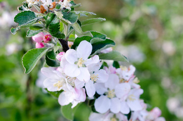 you can cut the flowers but not the spring