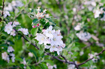 you can cut the flowers but not the spring