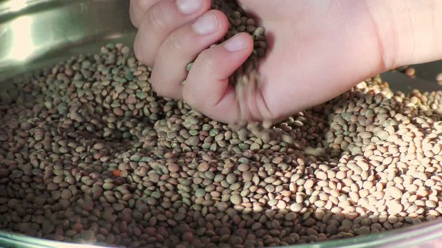 A hand is showing lentil masoor pulse dal legume in the heap