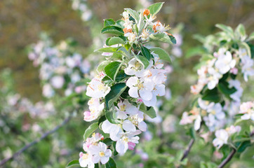 you can cut the flowers but not the spring