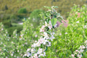 you can cut the flowers but not the spring