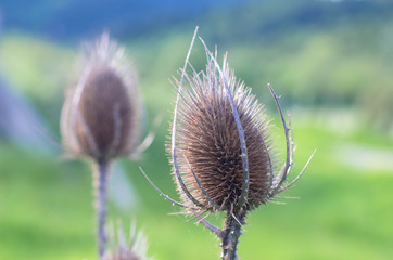 thistle flowers close-up