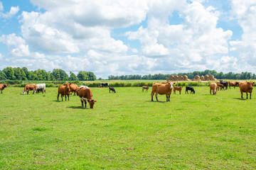 Naklejka na ściany i meble A lot of Cows on a farm under the beautiful sky and clouds