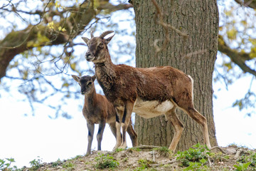 Mufflon mit Jungtier von schräg untern fotografiert