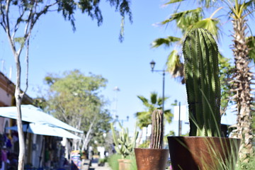 Centro San Jose Del Cabo, lindo Cactus