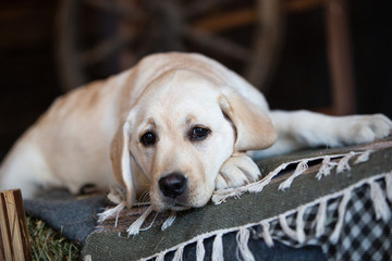 Portrait of a yellow labrador puppy lying in the hay