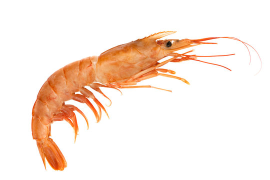 Red raw shrimp isolated on a white background. 