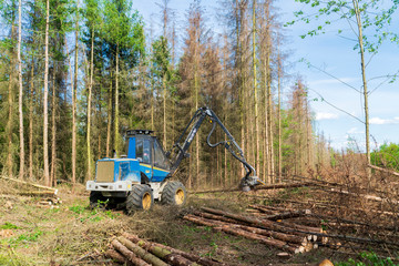 Fototapeta na wymiar Forest area cleared after bark beetle infestation and drought