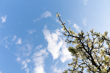 Blue sky for copy space with unfocusing white flowers on the tree