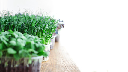 Micro green superfood close up: cucumber, watercress, radish and peas. Healthy lifestyle.
