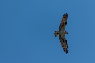 Osprey in flight at National Park Biesbosch in the Netherlands