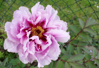 bee on pink flower- Peony