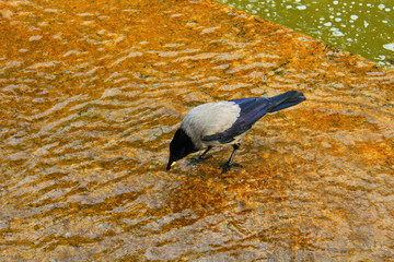 raven in the water