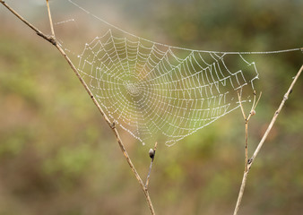 Spider web with rain drops on an autumn wet morning