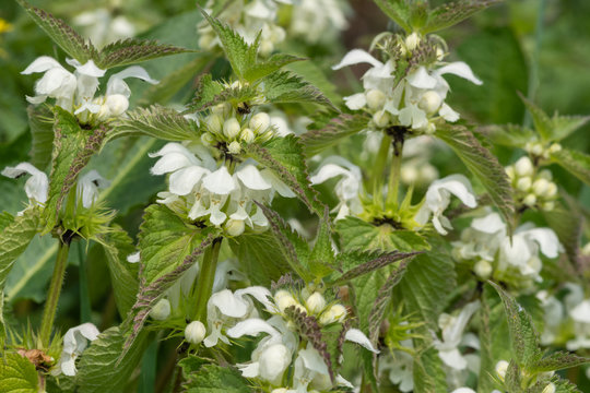 "Stinging Nettle" Images – Browse 12,756 Stock Photos, Vectors, and ...