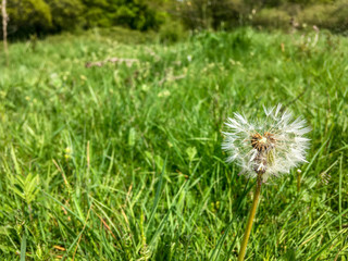 dandelion