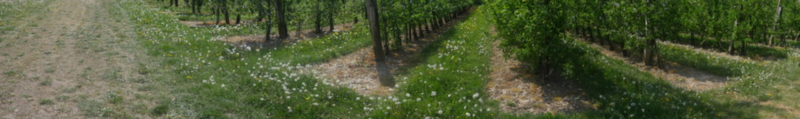 Fototapeta na wymiar Agricultural traffic areas overgrown with weeds. Approach to an apple tree plantation, the order of the trees is clearly visible, the tree trunks are visible in the lower area.