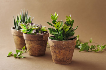 spring planting. green plants in flower pots