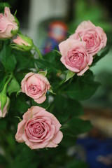 Spray fresh pink roses on focus on a green background