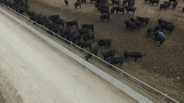 Aerial. Farm for cattle in Russia. A lot of cattle
