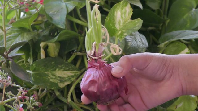 A germinated onion in the hand of girl