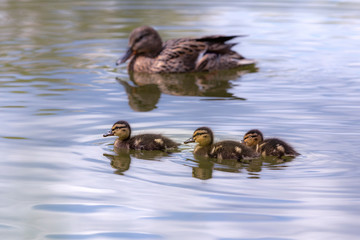 A mallard with three ducklings floats on the blue surface of the pond. Wild.