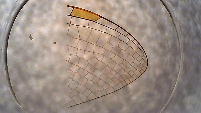Microscope Dragonfly Wings Whole Mount x200 Slide In