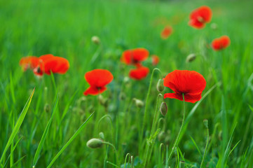 Red poppies in a green field