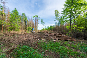 Forest area cleared after bark beetle infestation and drought
