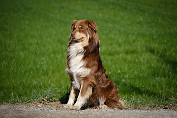 Red Australian shepherd dog on green grass
