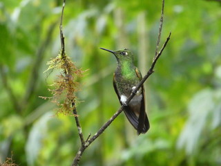 hummingbird on a branch near moss in Ecuador