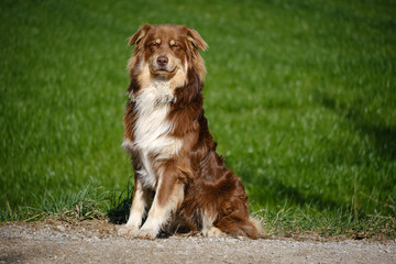 Red Australian shepherd dog on green grass