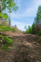 Forest area cleared after bark beetle infestation and drought
