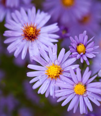 Obraz premium Blue aster flowers.